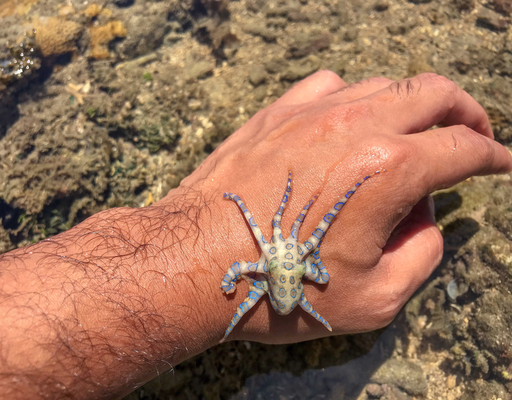 Blue ringed octopus illustration.